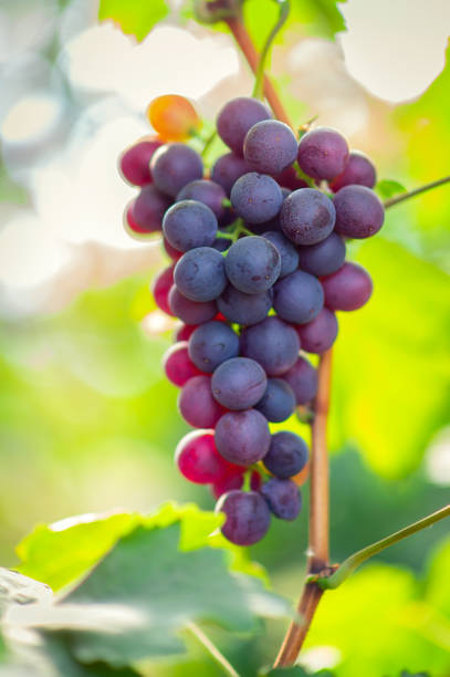 istock Branch of red wine grapes 1266828427