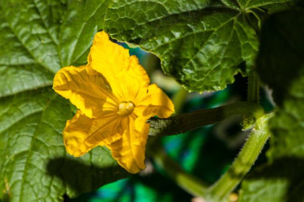 istock Cucumber Plant in Bloom 1266828473