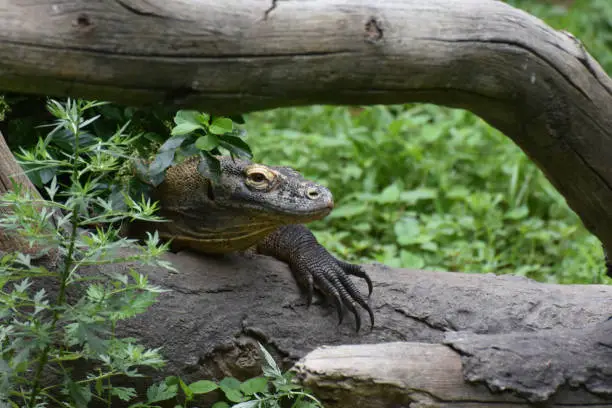 Wild komodo dragon climbing over the remains of a fallen tree.