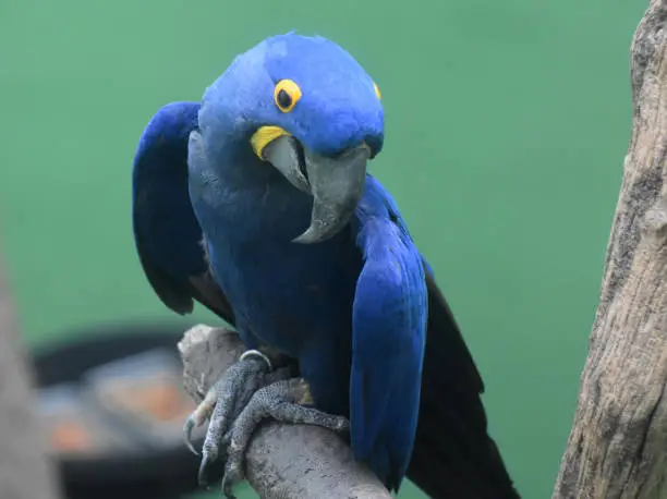 Captivating Close Up of a Hyacinth Macaw