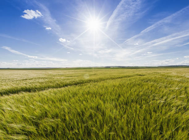 istock an agricultural field 1266832567