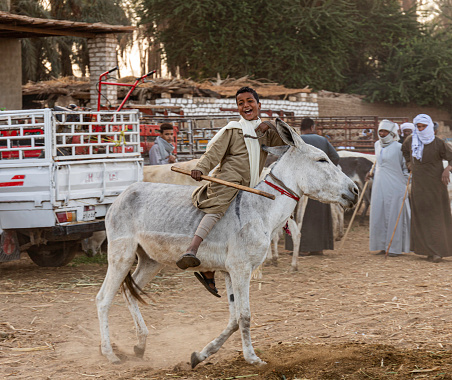 A young Egyptian boy test riding a donkey at the Daraw Camel and Animal Market. Here you will see the true Middle Eastern bargaining and negotiation at its finest as the traders vie for the best prices on the animals.