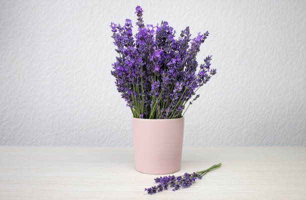 Romantic background. Fresh natural lavender in a pink cup against a white wall background.