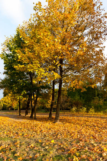 european autumn - abounding imagens e fotografias de stock