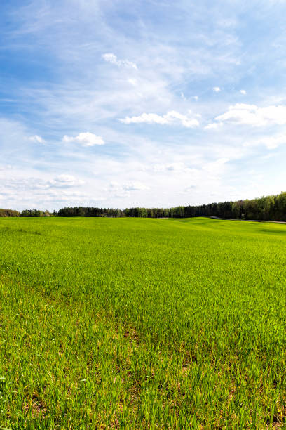istock sprouts of wheat 1266833590