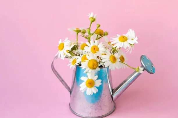 Beautiful bouquet of white chamomile flowers in a tin watering can on a pink background. Copy space. Summer composition with flowers.