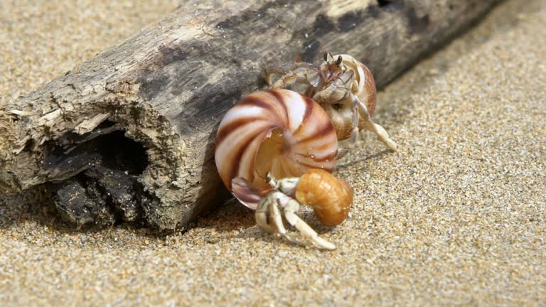 Slowmotion of hermit crab searching beautiful big shell on white sand beach