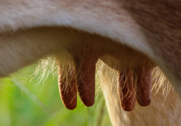 istock Udder of a dairy cow 1266837958