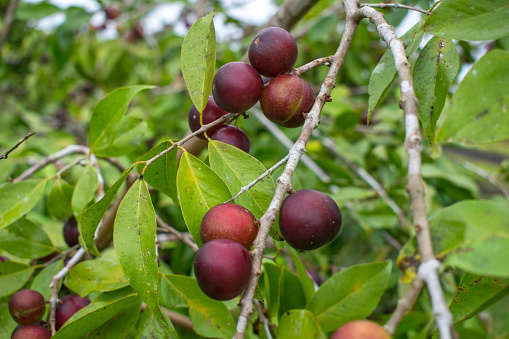 Ripe plums hanging on a branch. Plum tree in countryside on a bright and sunny summer day. Plums ready to be harvested.