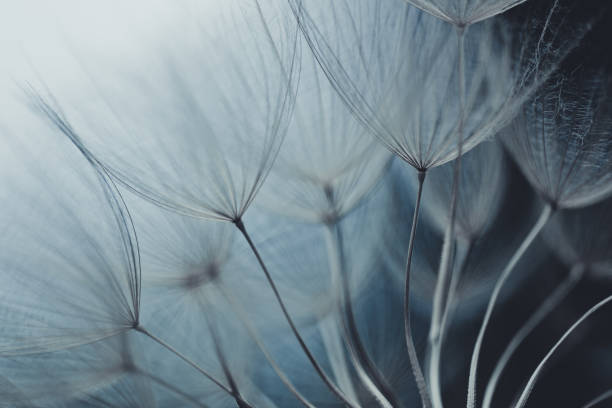 dandelion seed - nature flower abstract dandelion stock-fotos und bilder