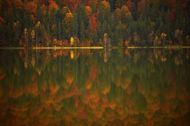 Horizontal shot of beautiful trees reflecting in the water in autumn in Romania