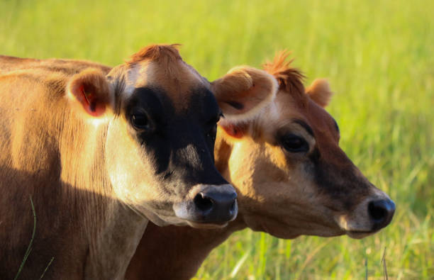 istock Two little Jersey  cow 1266839235