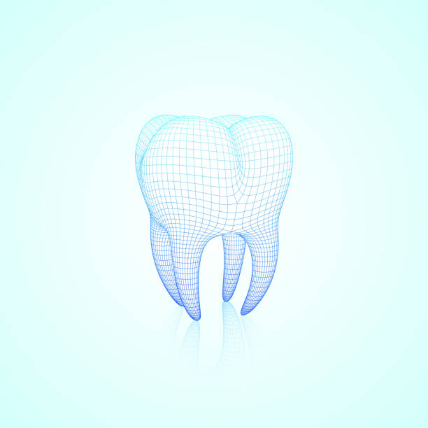 stockillustraties, clipart, cartoons en iconen met lichtblauwe abstracte vector wireframe polygonale mesh tand met reflectie, driekwart voorste hoek weergave - teeth