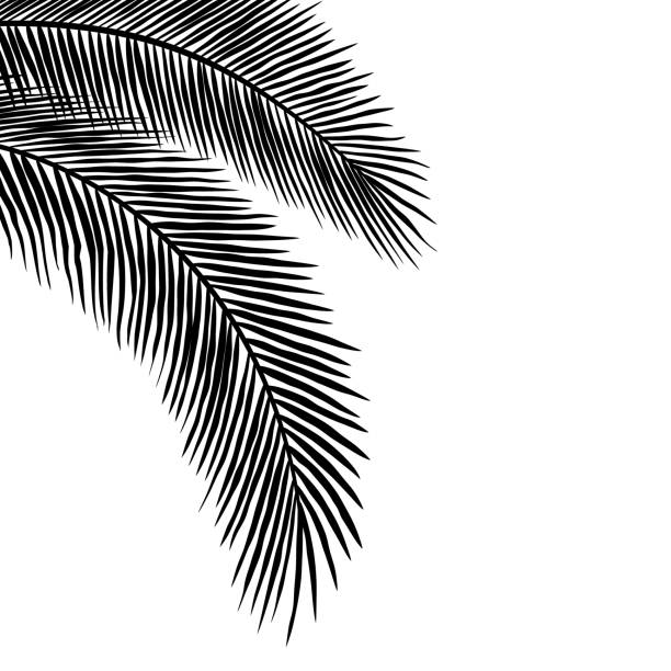 istock Palm Leaves Silhouettes Hanging at the Corner 1266839344