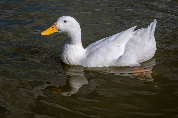 istock White pekin duck, also known as Aylesbury duck 1266839423