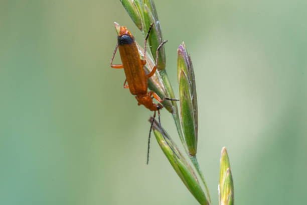 Red soldier beetle (rhagonycha fulva) Macro shot of a red soldier beetle (rhagonycha fulva) on a blade of grass rhagonycha fulva stock pictures, royalty-free photos & images