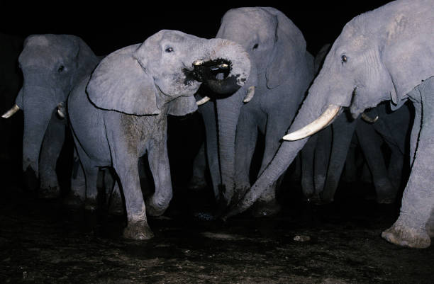 istock Herd of elephants drinking water at night time 1266840466