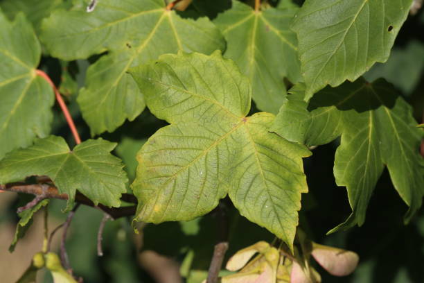 istock Green leaves in the forest in sunlight 1266840840