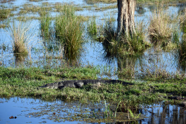 istock Alligator in water swap 1266842300