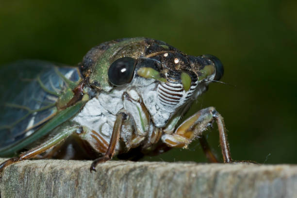 Secada Face 1,200+ Cicada Face Stock Photos, Pictures & Royalty-Free Images - iStock
