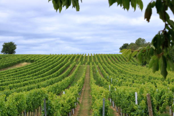 istock Rows with white wine grape plants in the palatinate in Germany 1266843764