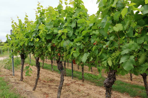 istock fresh bunch of white vine grapes on a field 1266843794