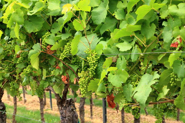 istock fresh bunch of white vine grapes on a field 1266843798