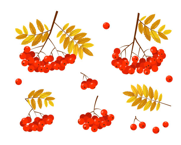 rowan banches mit roten beeren und blättern - vogelbeere stock-grafiken, -clipart, -cartoons und -symbole