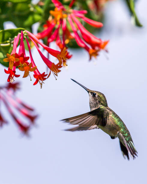 A Ruby-throated Hummingbird Pulling Back to Look for Nectar in Pilot Mountain, North Carolina, United States