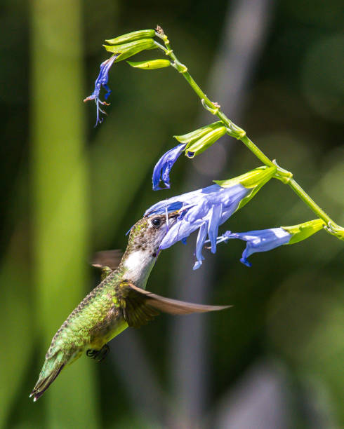 istock Hummingbird feeding on a flower 1266844548