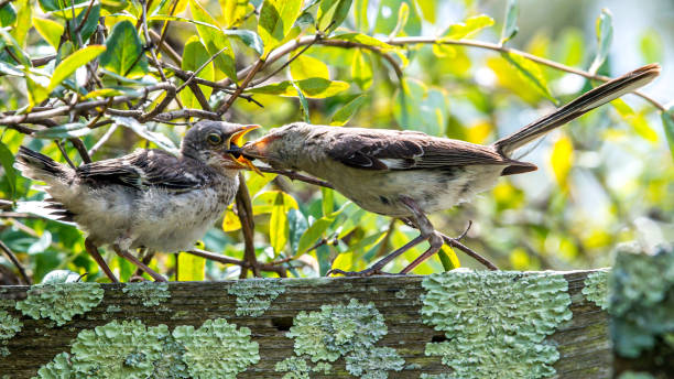 istock Mockingbird on a branch feeding its baby 1266844549