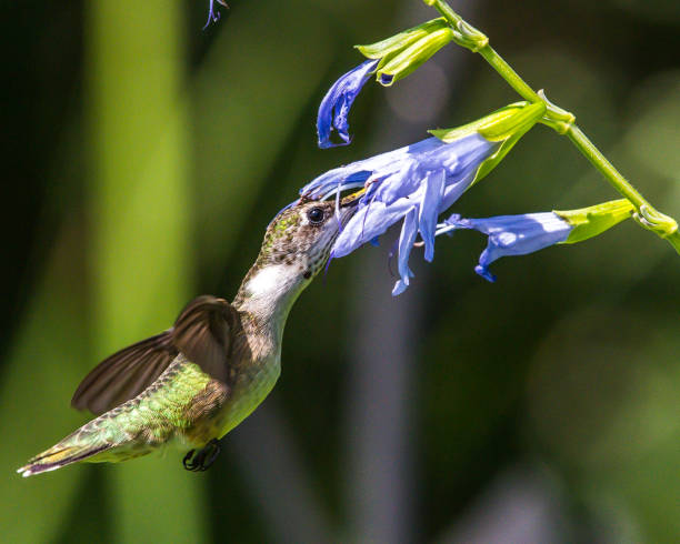 istock Hummingbird feeding on a flower 1266844565