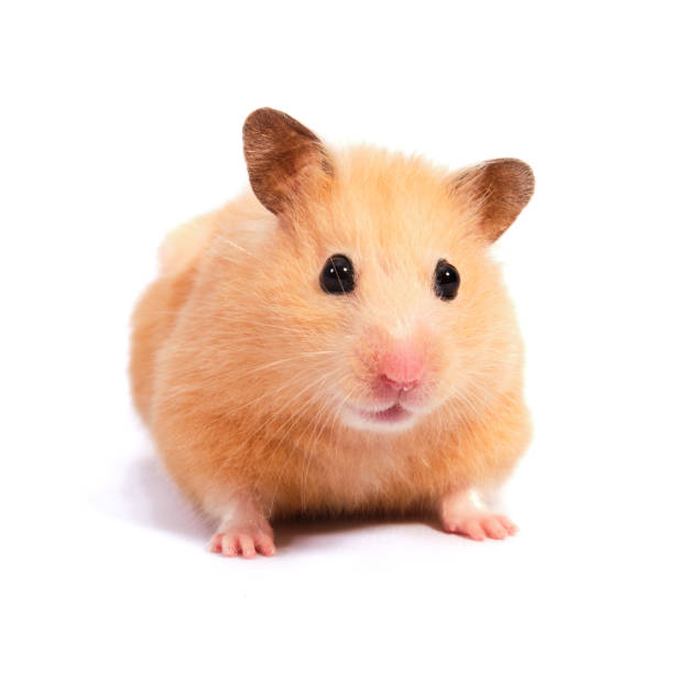 hámster fondo blanco aislado acostado con hermosos ojos redondos - gerbil fotografías e imágenes de stock