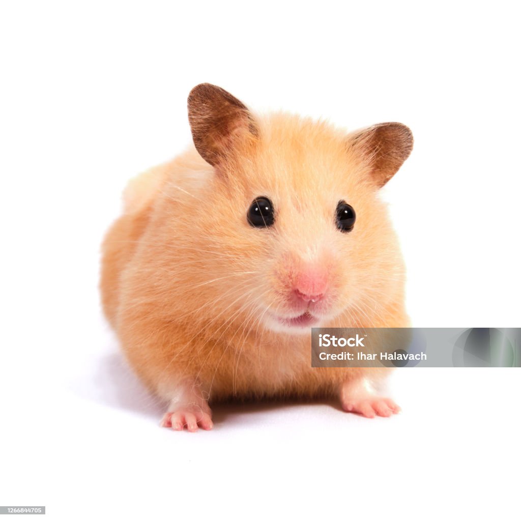 hamster white background isolated lying with beautiful round eyes Gerbil Stock Photo