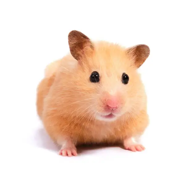 hamster white background isolated lying with beautiful round eyes