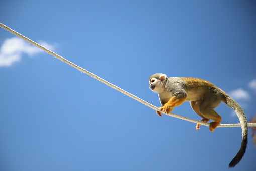 Monkey on the rope