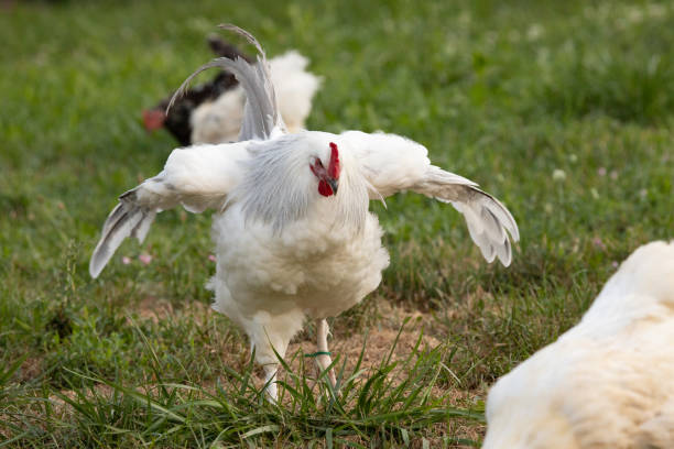 Coronation Rooster Photograph of a free range coronation rooster, his wings are outstretched as he flaps them while standing outside with his hens during the summer. rooster open wings stock pictures, royalty-free photos & images