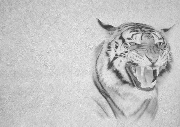 Close-up of a Amur Tiger portrait.
