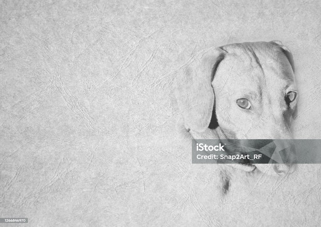 Yumuşak İfade Dachshund Köpek Yüz Grayscale Siyah Ve Beyaz Katlanabilir Kart Görüntü - Royalty-free Afrika Stok görsel