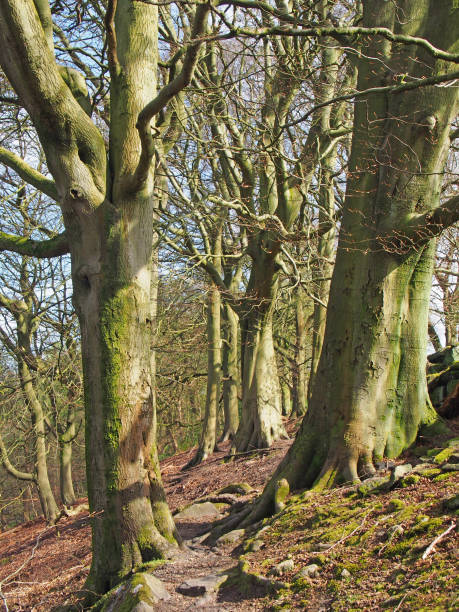 istock path between two tall old beech trees in woodland on a spring morning with sunlight on the branches and blue sky 1266846993