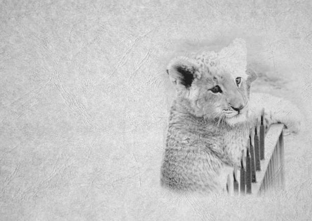 istock Grayscale Black and White Foldable Card Image of Cute Lion Cub Face 1266846995