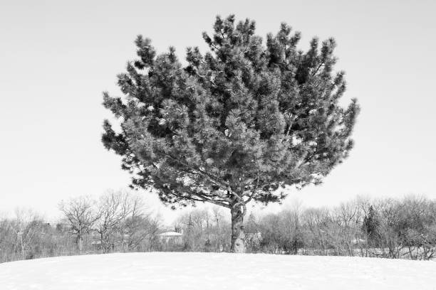 an evergreen tree stands tall in the middle of winter with a neighborhood in the background