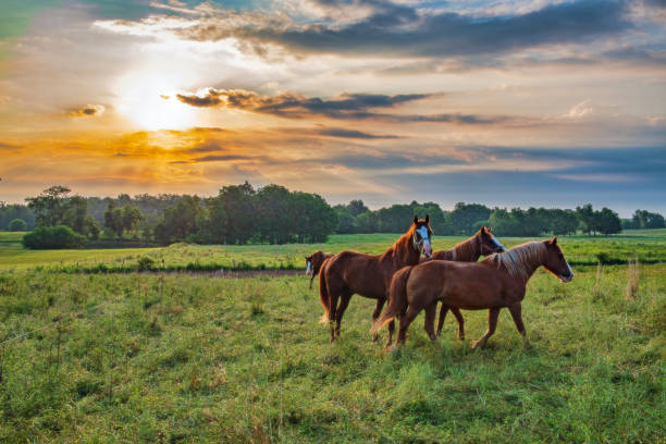 chevaux dans le pâturage à sunup - ranch photos et images de collection
