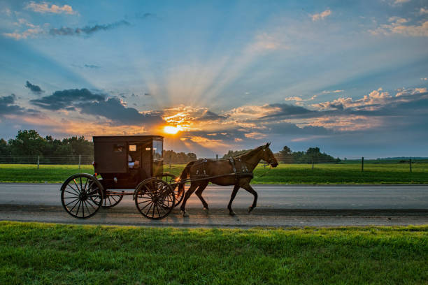amish buggy dan sunbeams di daybreak - kereta kuda ditarik kuda foto potret stok, foto, & gambar bebas royalti