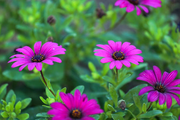 istock purple daisy flowers 1266848773