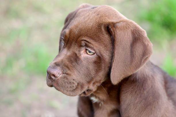 istock Chocolate Labrador retriever mix  puppy with a sad face 1266848814