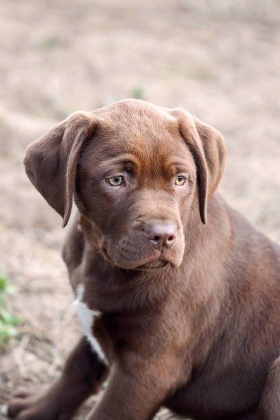 istock Chocolate Labrador retriever mix  puppy with a sad face 1266848816