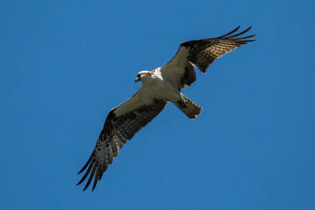 Photo of Wild Osprey in Lassen Volcanic National Park