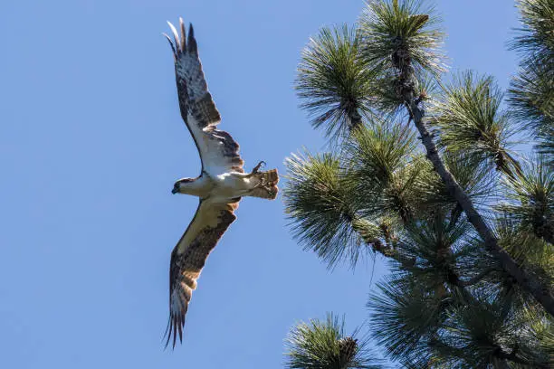 Photo of Wild Osprey in Lassen Volcanic National Park