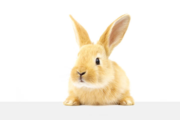 istock A domestic rabbit looks at the sign. 1266849052